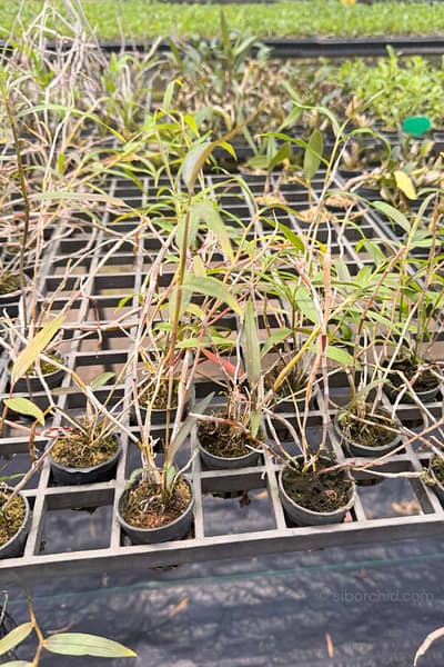 Dendrobium devonianum