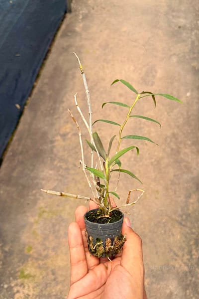 Dendrobium devonianum