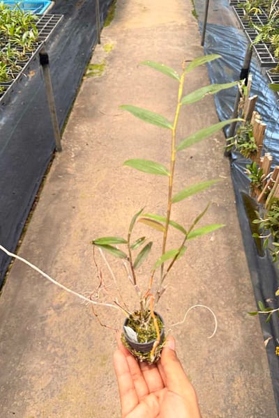 Dendrobium devonianum