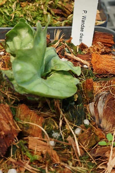platycerium wandae dwarf