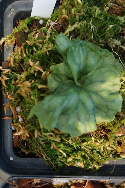 platycerium wandae dwarf