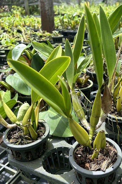 Cattleya purpurata