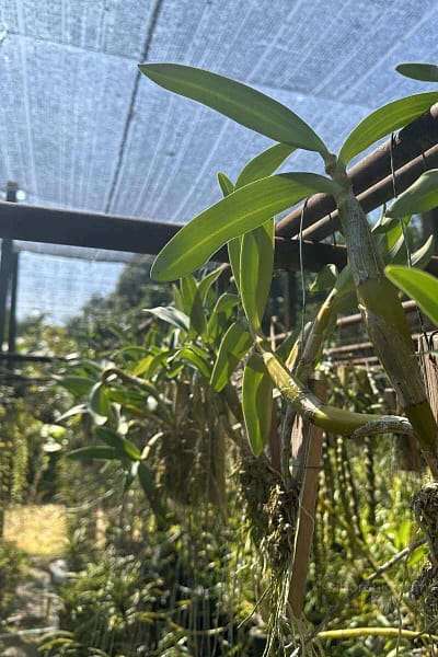_Dendrobium_chrysotoxum