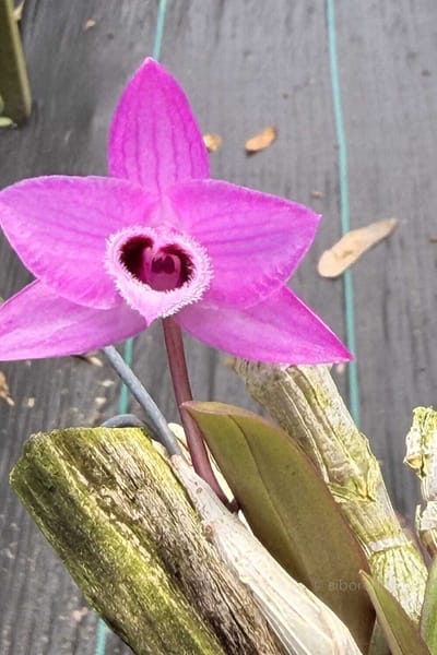 Debdrobium parishii