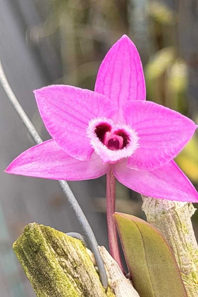 Debdrobium parishii