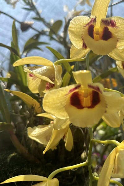 Dendrobium_gatton_sunray