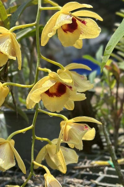 Dendrobium_gatton_sunray