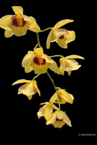 Dendrobium_gatton_sunray