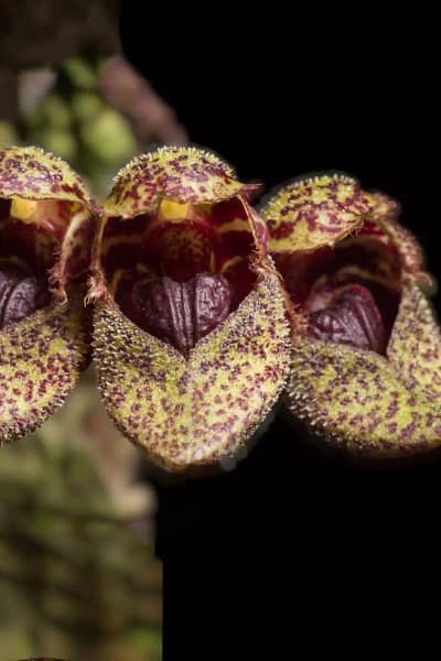bulbophyllum-frostii-species-orchid