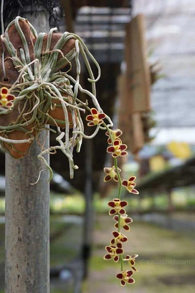 Chiloschista lunifera