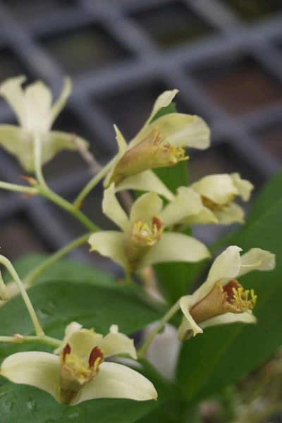 Dendrobium delacourii