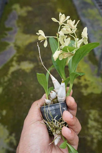 Dendrobium delacourii