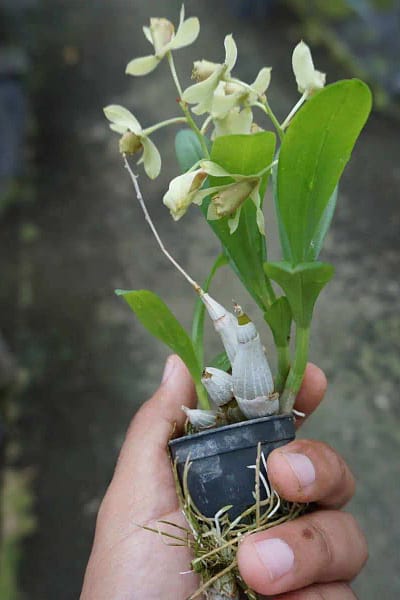 Dendrobium delacourii
