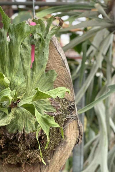 platycerium wandae dwarf