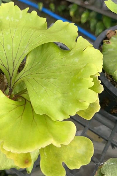 Platycerium ridleyi wide form