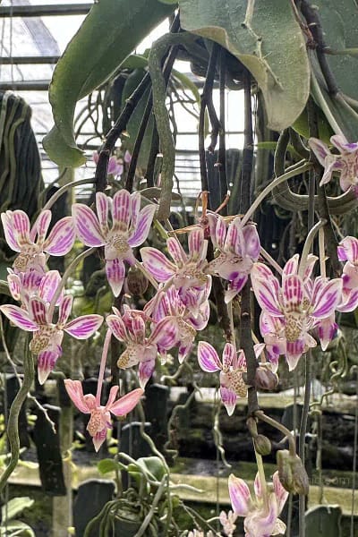 Kingidium minus Phalaenopsis finleyi