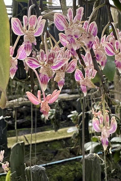 Kingidium minus Phalaenopsis finleyi