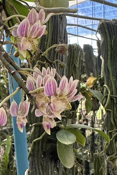 Kingidium minus Phalaenopsis finleyi