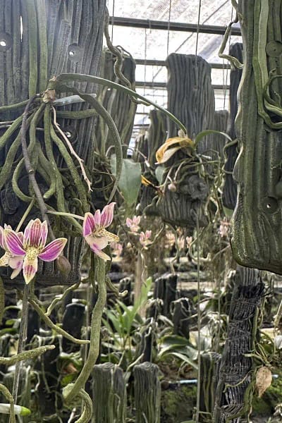 Kingidium minus Phalaenopsis finleyi