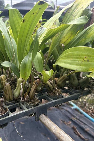 Pholidota imbricata