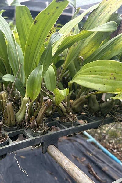 Pholidota imbricata