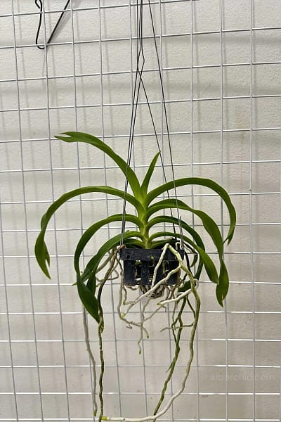 Vanda_denisoniana