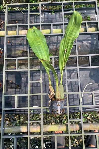 Pholidota imbricata