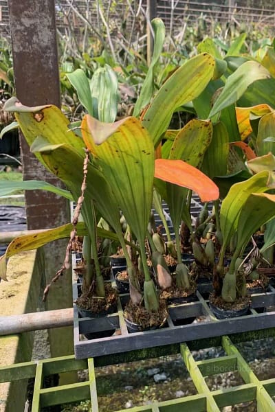 Pholidota imbricata