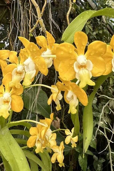 Vanda_denisoniana