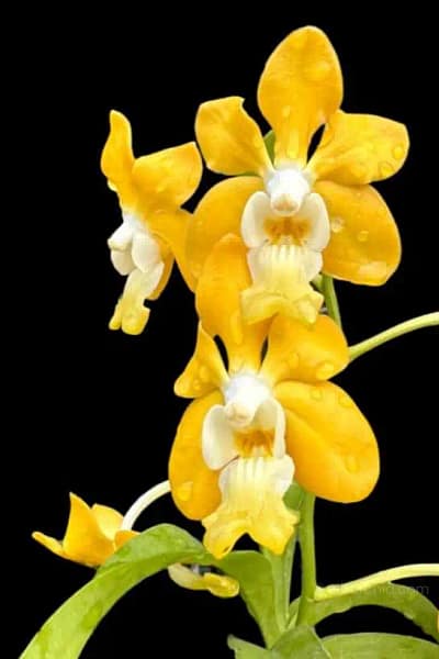 Vanda_denisoniana