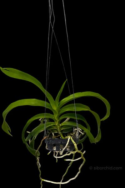 Vanda_denisoniana