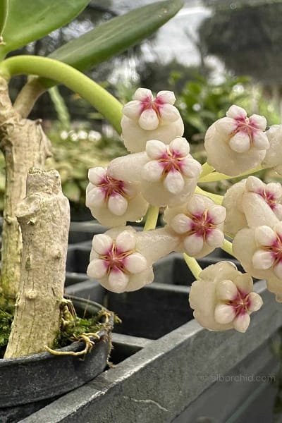 Hoya pachyclada white