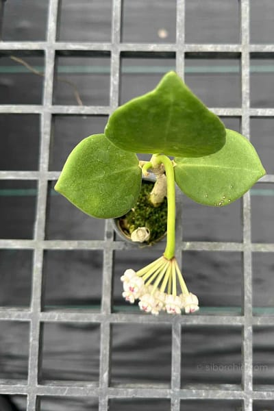 Hoya pachyclada white