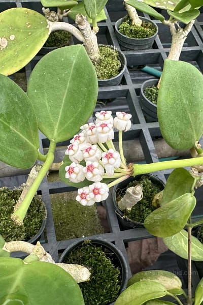 Hoya pachyclada white