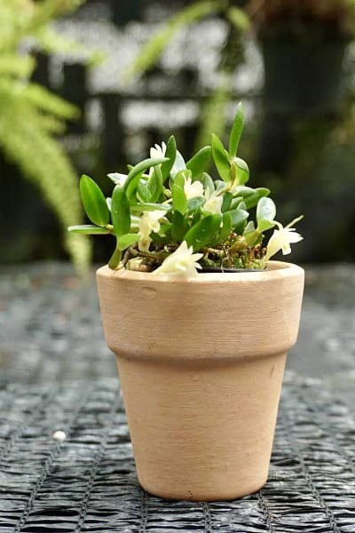 dendrobium quadrangulare
