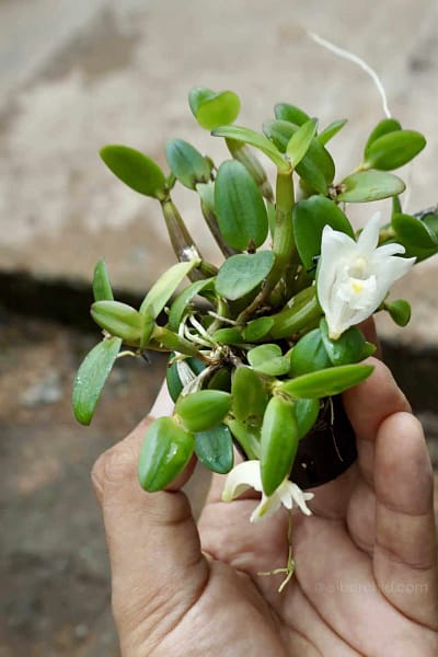dendrobium pachyphyllum