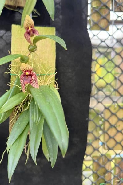 Trias disciflora (Well Plant)