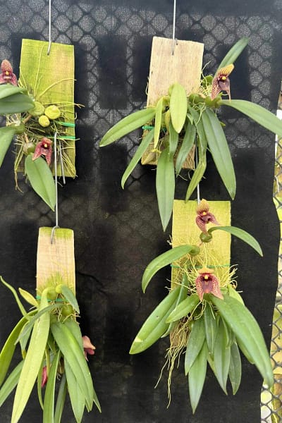 Trias disciflora (Well Plant)