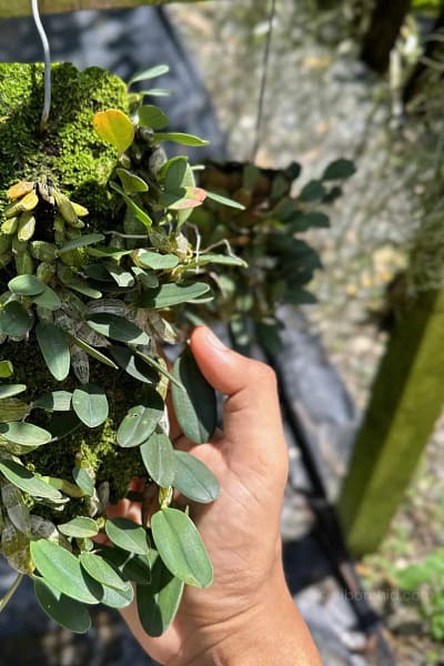 Dendrobium jenkinsii