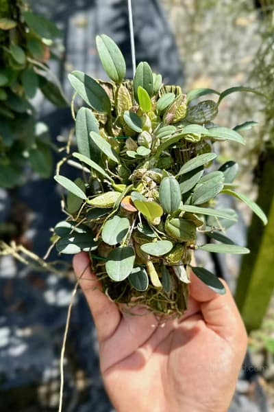 Dendrobium jenkinsii