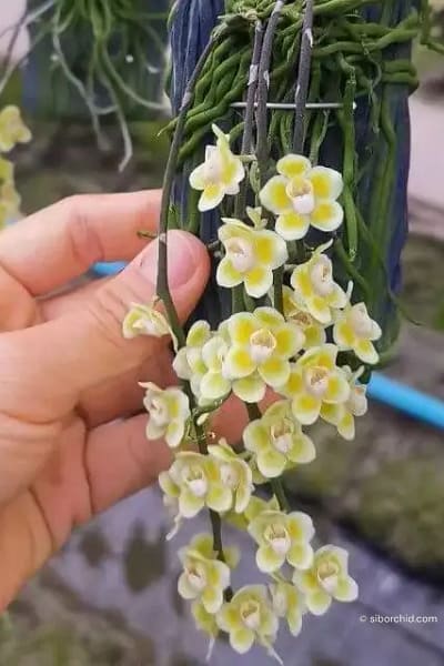 Chiloschista spp Rachaburi