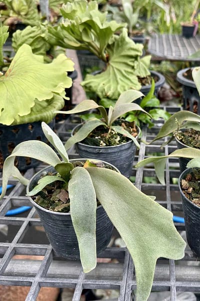 Platycerium Willinckii Yellow moon Sporelings