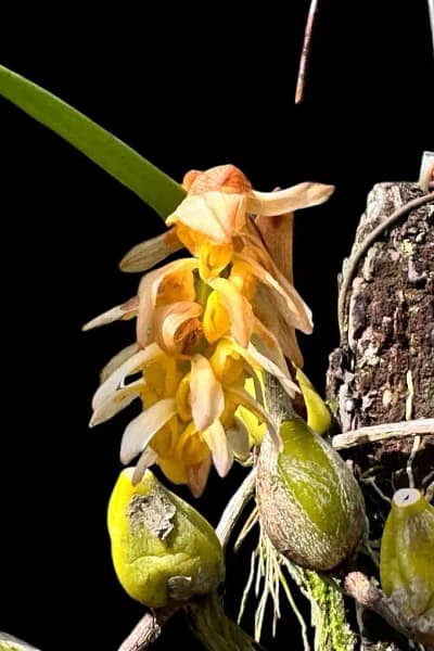 Bulbophyllum allenkerrii Seidenf.