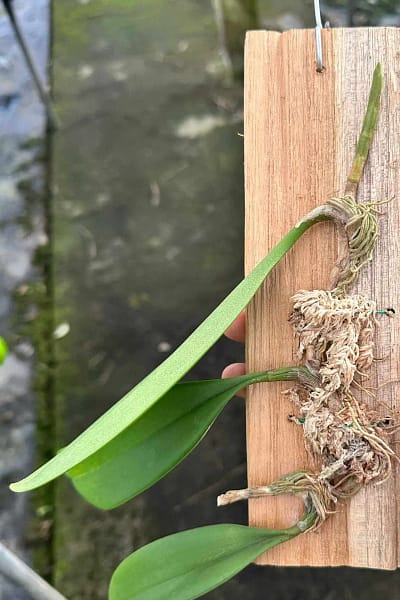 Bulbophyllum tollenoniferum