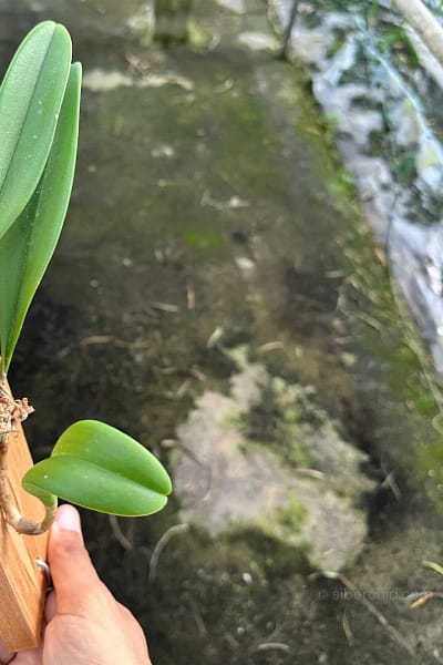 Bulbophyllum tollenoniferum