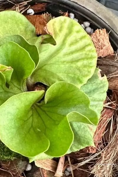 Platycerium ridleyi slver dwarf