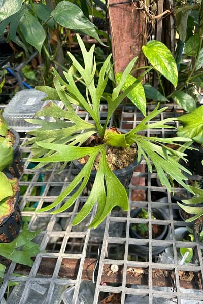 Platycerium Kitshakood