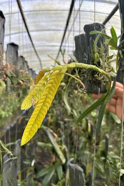 bulbophyllum occultum