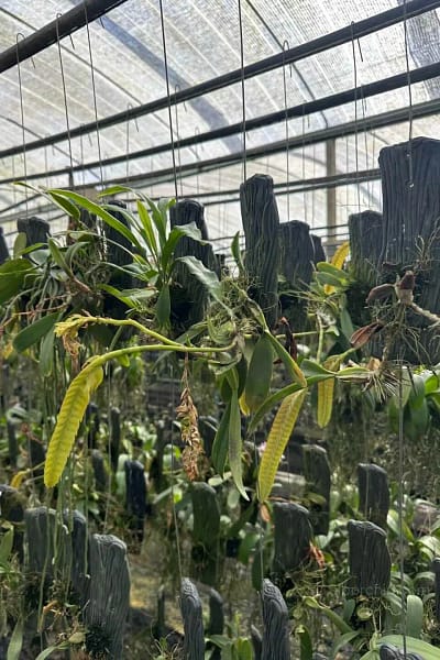 bulbophyllum occultum
