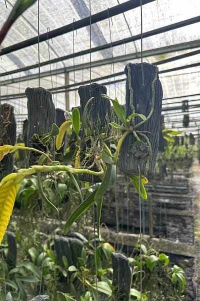 bulbophyllum occultum
